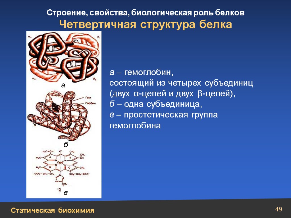 Биохимия белков. Четвертичная структура белка биохимия. Вторичная и третичная структура белка биохимия. Структура и свойства гемоглобина. Структура гемоглобина биология.