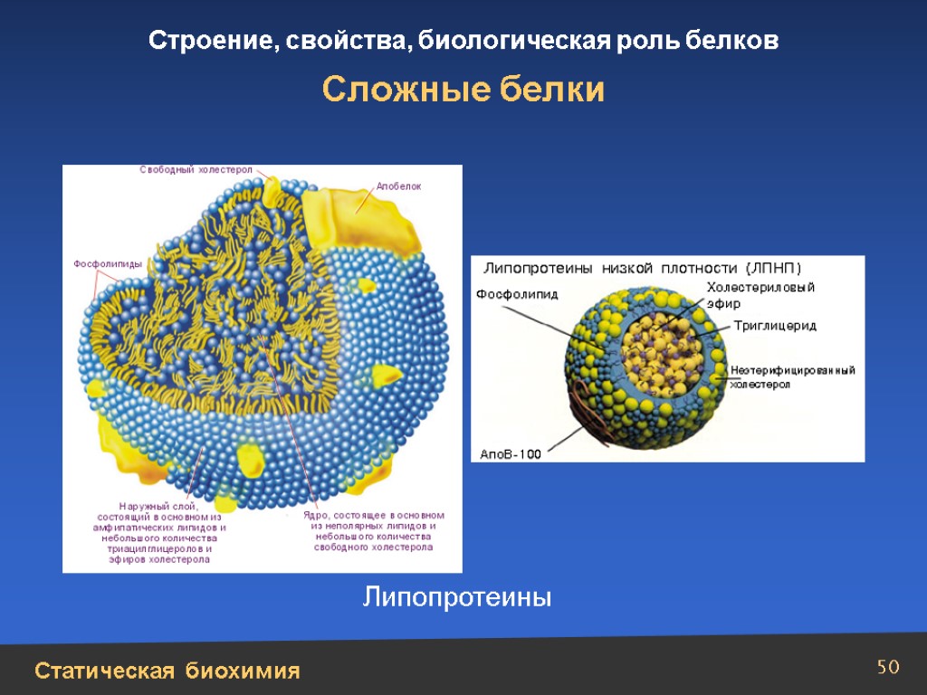 Схематическая диаграмма о биологической роли белков