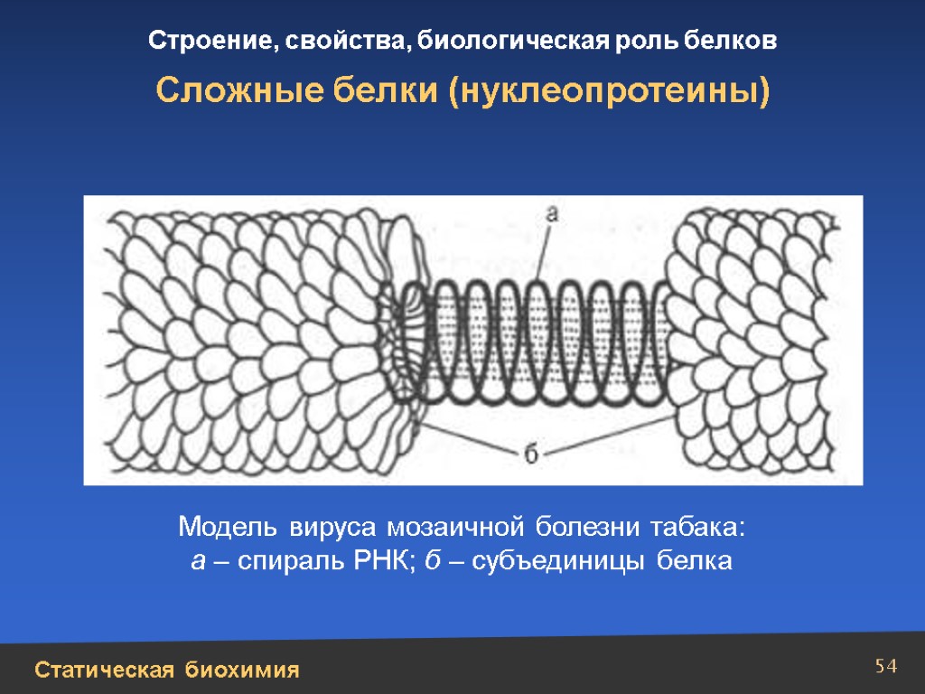 Строение и свойства. Нуклеопротеиды биохимия строение. Строение нуклеопротеинов биохимия. Нуклеопротеины биохимия строение. Нуклеопротеины биороль.