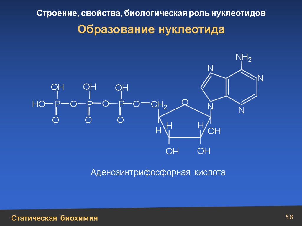 Структура свойства. Схема образования нуклеотида. Нуклеотиды. Строение и биологическая роль.. Нуклеотиды биохимия. Строение нуклеотидов биохимия.