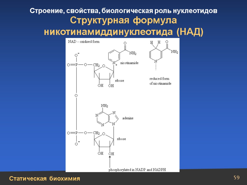 Над формула. Никотинамиддинуклеотид формула. Над биохимия. Над формула биохимия. Формулы нуклеотидов биохимия.