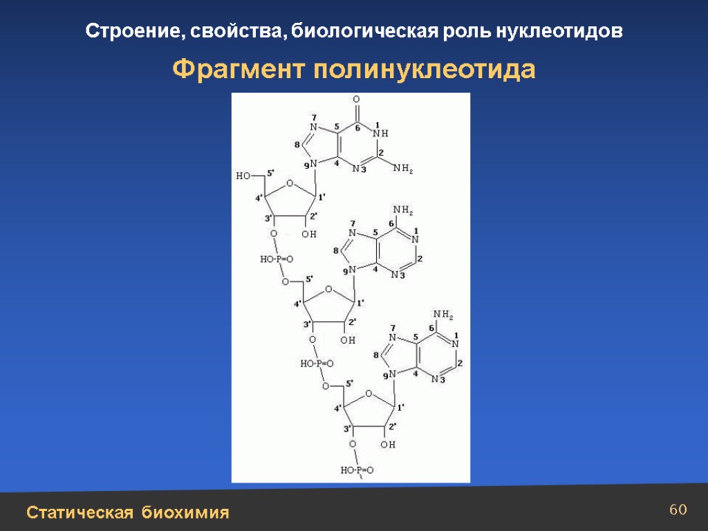 Полинуклеотидная цепь. Строение полинуклеотида. Структуры полинуклеотидов биохимия. Биологическая роль нуклеотидов. Строение свойства биологическая роль нуклеотидов.