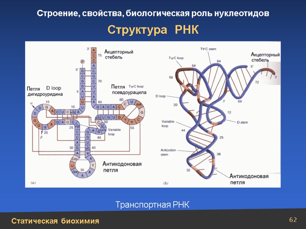 Молекула рнк представлена. Строение транспортной РНК биохимия. Схема вторичной структуры ТРНК. Строение ТРНК Центральная петля. Структура ТРНК биохимия.