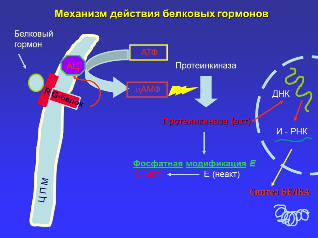 Эффект гормональных