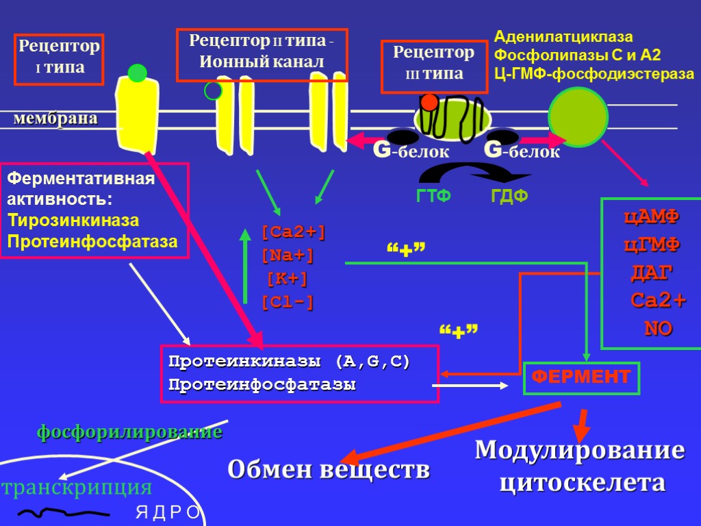 Фосфодиэстераза. Аденилатциклаза ЦАМФ. Аденилатциклаза и фосфодиэстераза. Аденилатциклазная активность. Аденилатциклазная система биохимия гормоны.