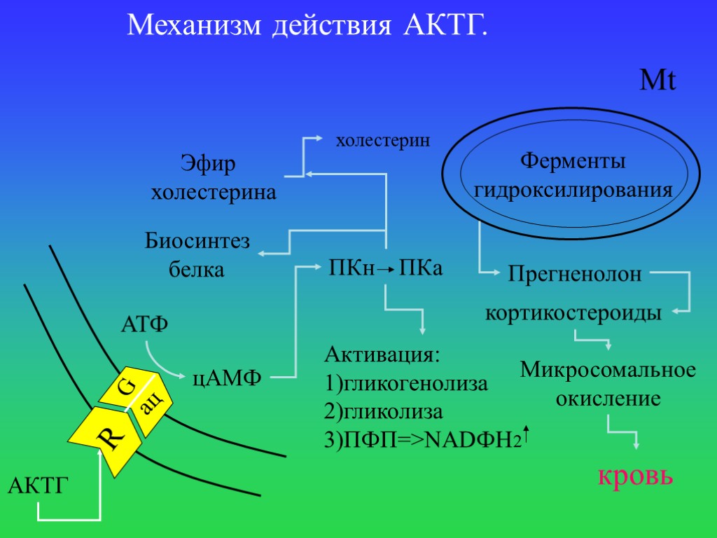 Атф ферменты белки. АКТГ функции гормона. Адренокортикотропный гормон механизм действия. АКТГ гормон эффект. АКТГ механизм действия.