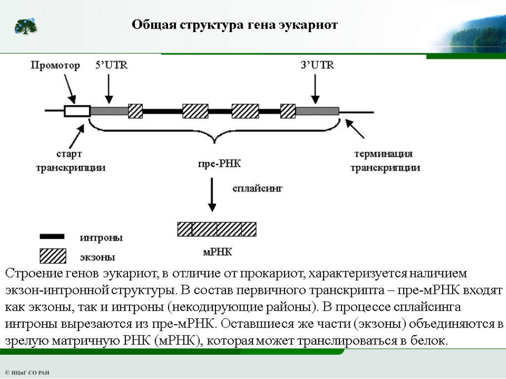 Строение гена эукариот и прокариот