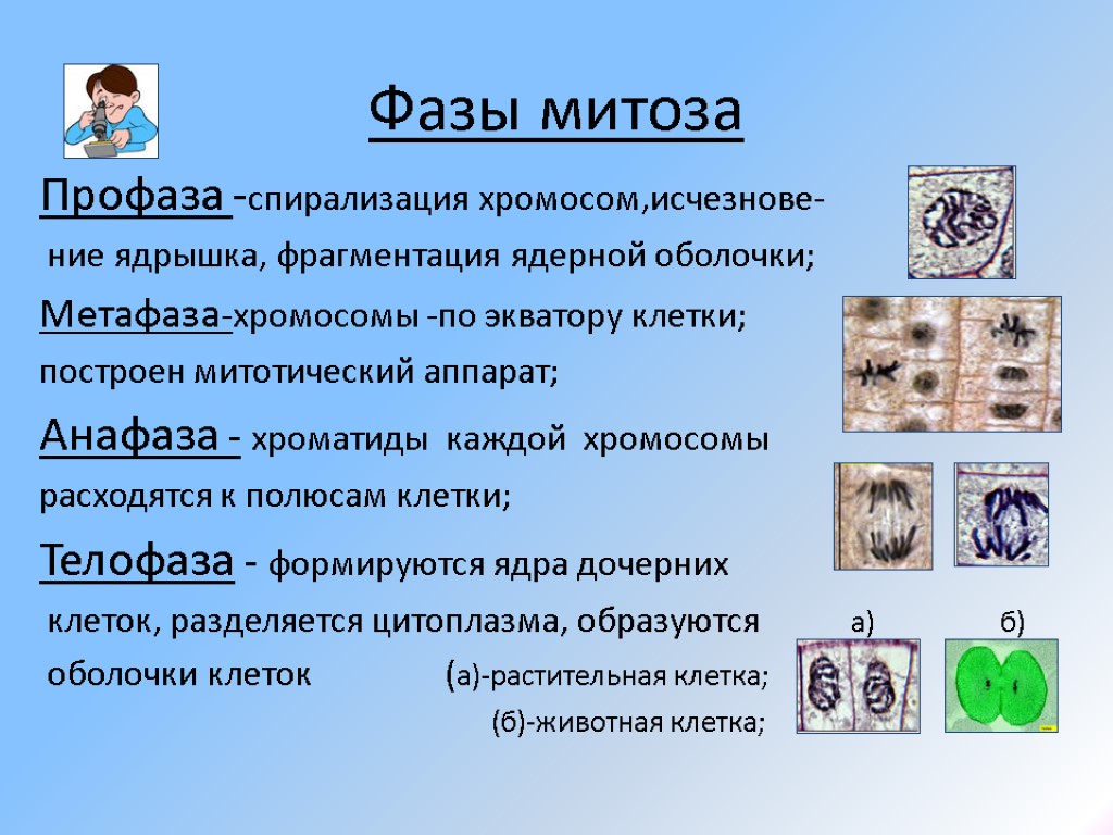 В профазе митоза хромосомы. Фазы митоза кратко. Стадии митоза с описанием. Краткая характеристика профазы митоза. Характеристика фаз митоза кратко.