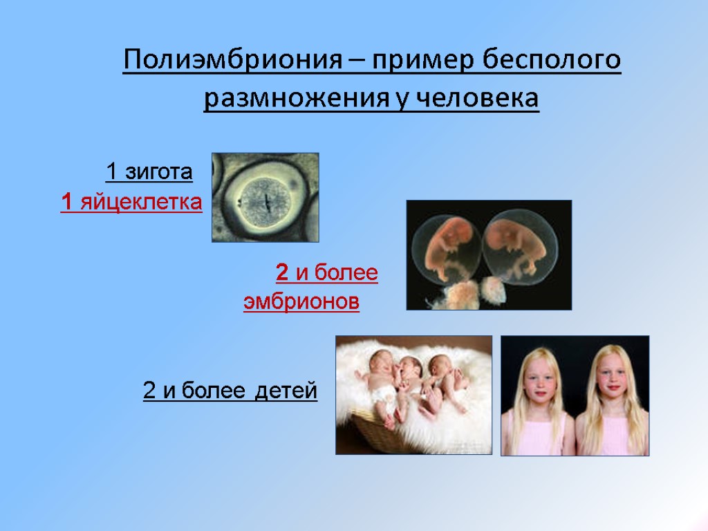 Особенности размножения человека презентация 9 класс фгос. Полиэмбриония. Полиэмбриония размножение. Полиэмбриония бесполое. Полиэмбриония у человека.