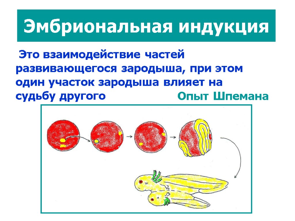 Эмбриональная индукция это в биологии