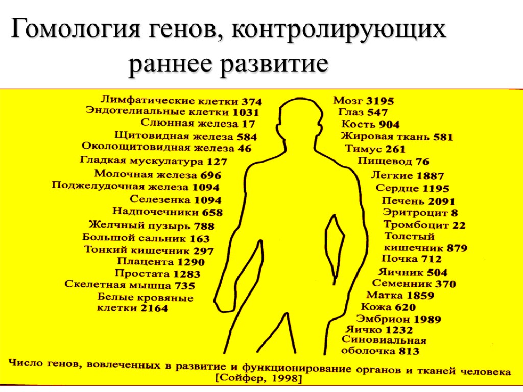 Какие гены у человека. Количество генов в организме. Число генов у человека. Какое количество генов у человека. Сколько генов включает геном человека?.