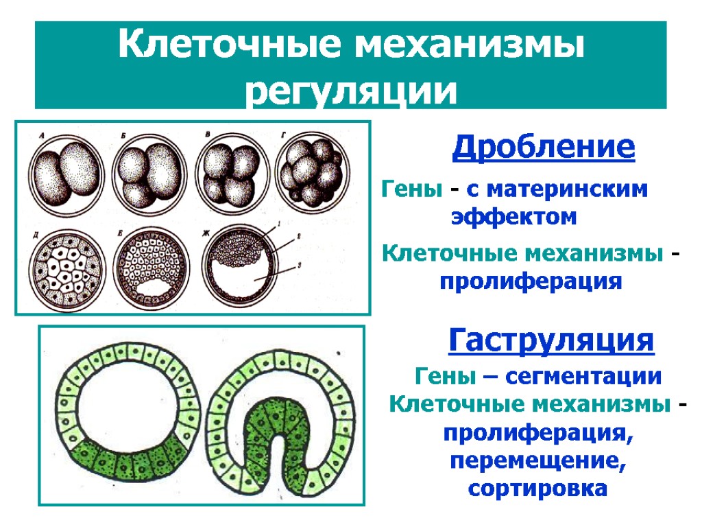 Рассмотрите рисунок на котором изображен процесс образования бластулы