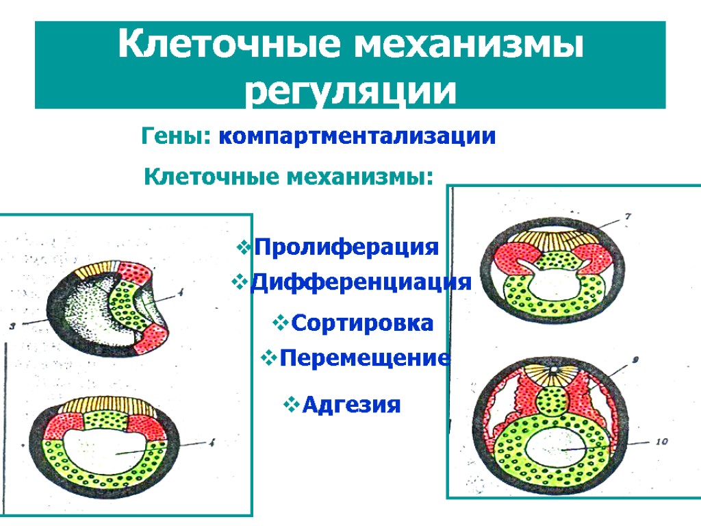 Перемещение клетки