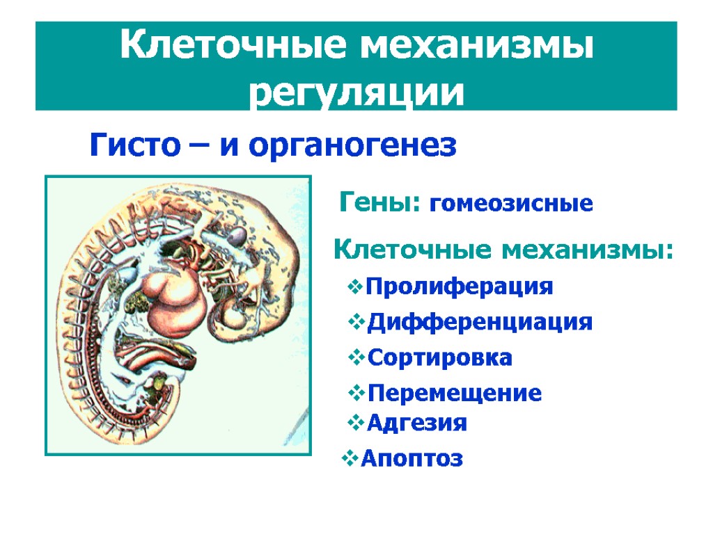 Клеточный механизм. Клеточные механизмы. Клеточные механизмы биология. Гистоорганогенез. Механизмы клеточной пролиферации.