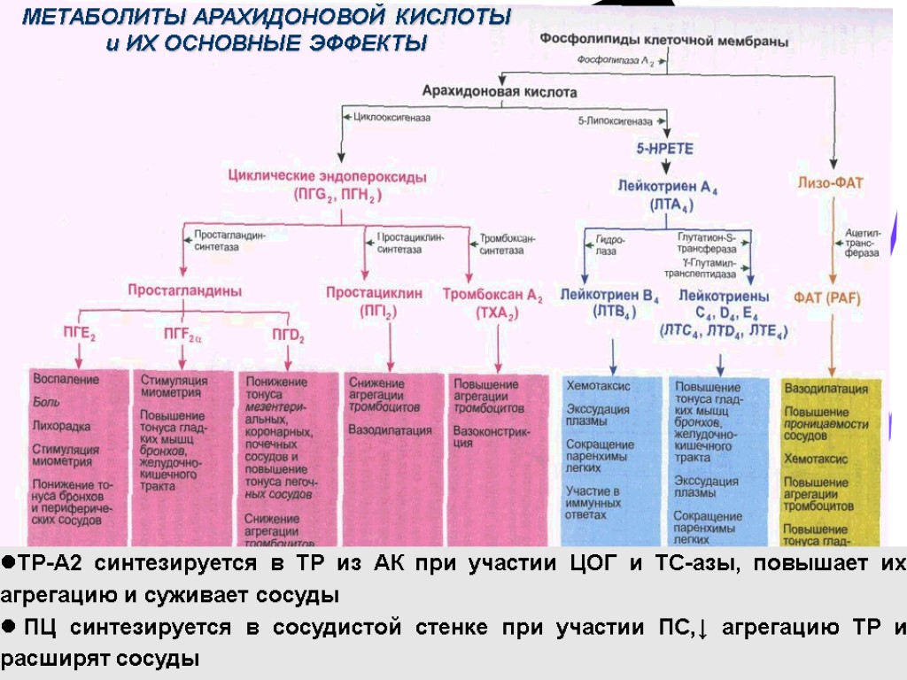 Механизм действия воспаления. Метаболизм арахидоновой кислоты биохимия. Механизм арахидоновой кислоты фармакология. Пути метаболизма арахидоновой кислоты. Цикл арахидоновой кислоты ЦОГ 1 ЦОГ 2.