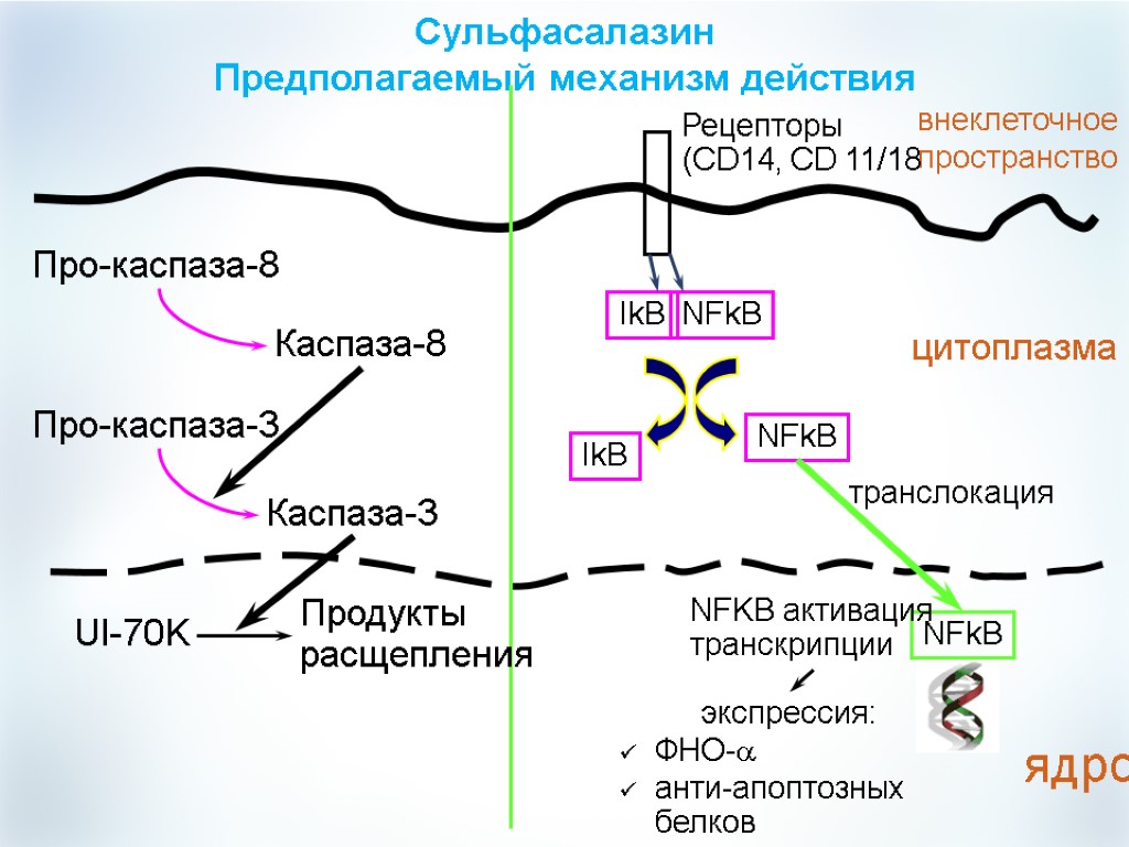 Сульфасалазин схема лечения