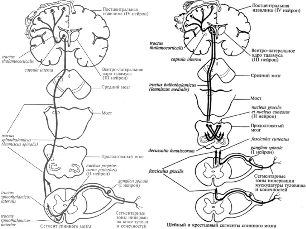 Нисходящий нерв. Проводящие пути головного и спинного мозга анатомия схема. Экстрапирамидные) проводящие пути головного и спинного мозга.. Проводящие пути ЦНС анатомия схема. Проводящие пути головного мозга нисходящие анатомия.
