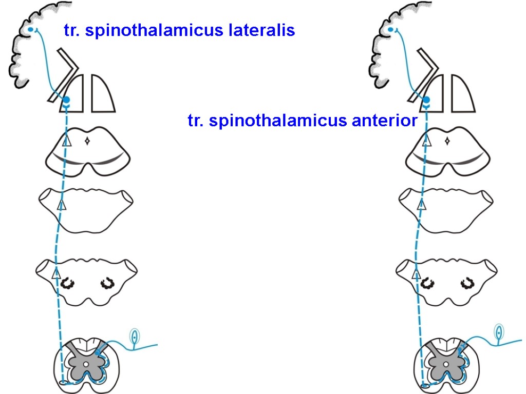 Tractus gangliospinothalamocorticalis схема