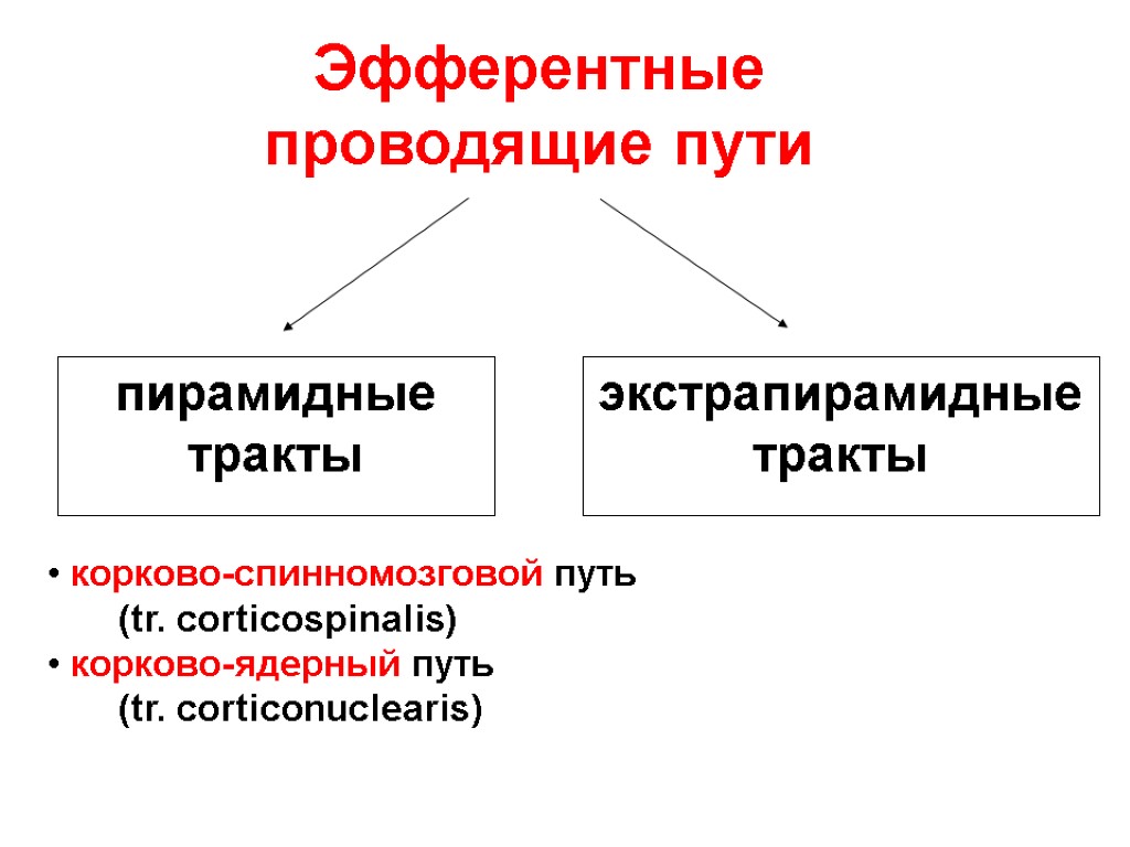 Афферентные и эфферентные пути. Эфферентные проводящие пути. Афферентный путь и эфферентный путь. Эфферентный проводящий путь.