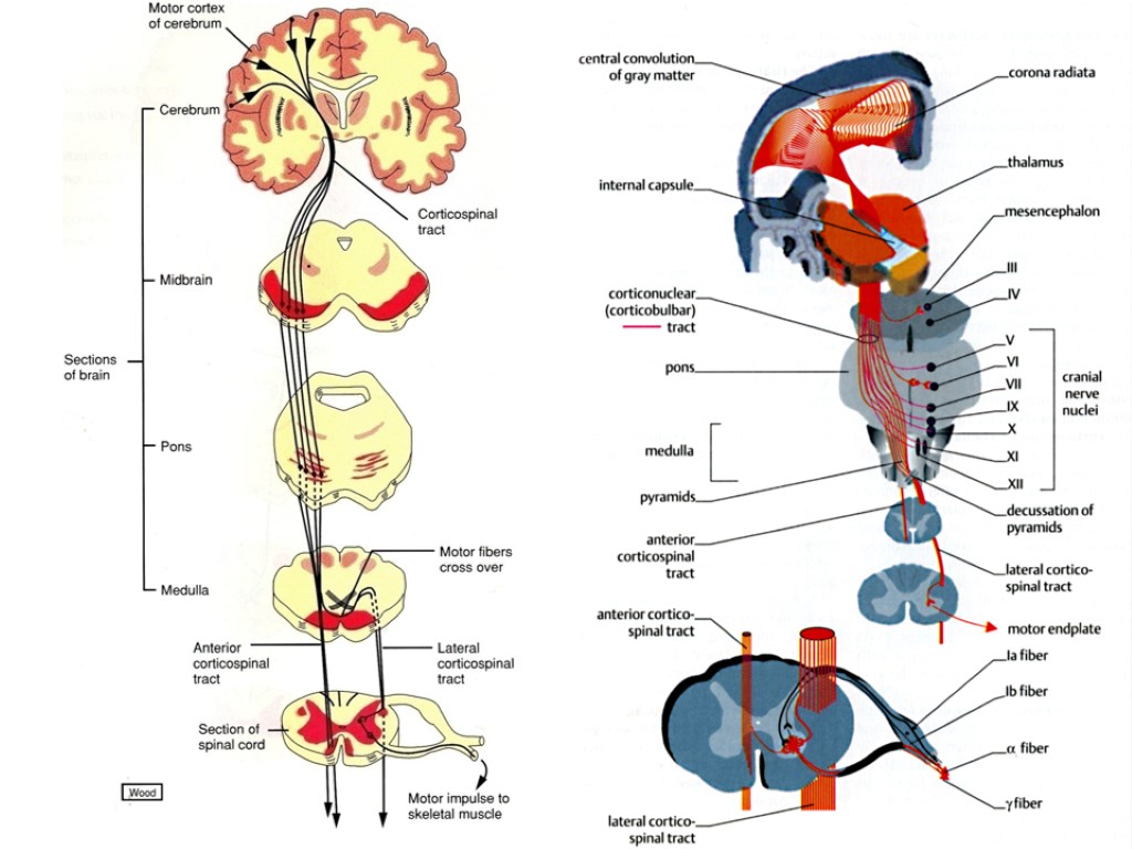 Нисходящий нерв. Проводящие пути ЦНС анатомия. Проводящие пути центральной нервной системы таблица. Проекционные проводящие пути центральной нервной системы.. Анатомия проводящих путей ЦНС.