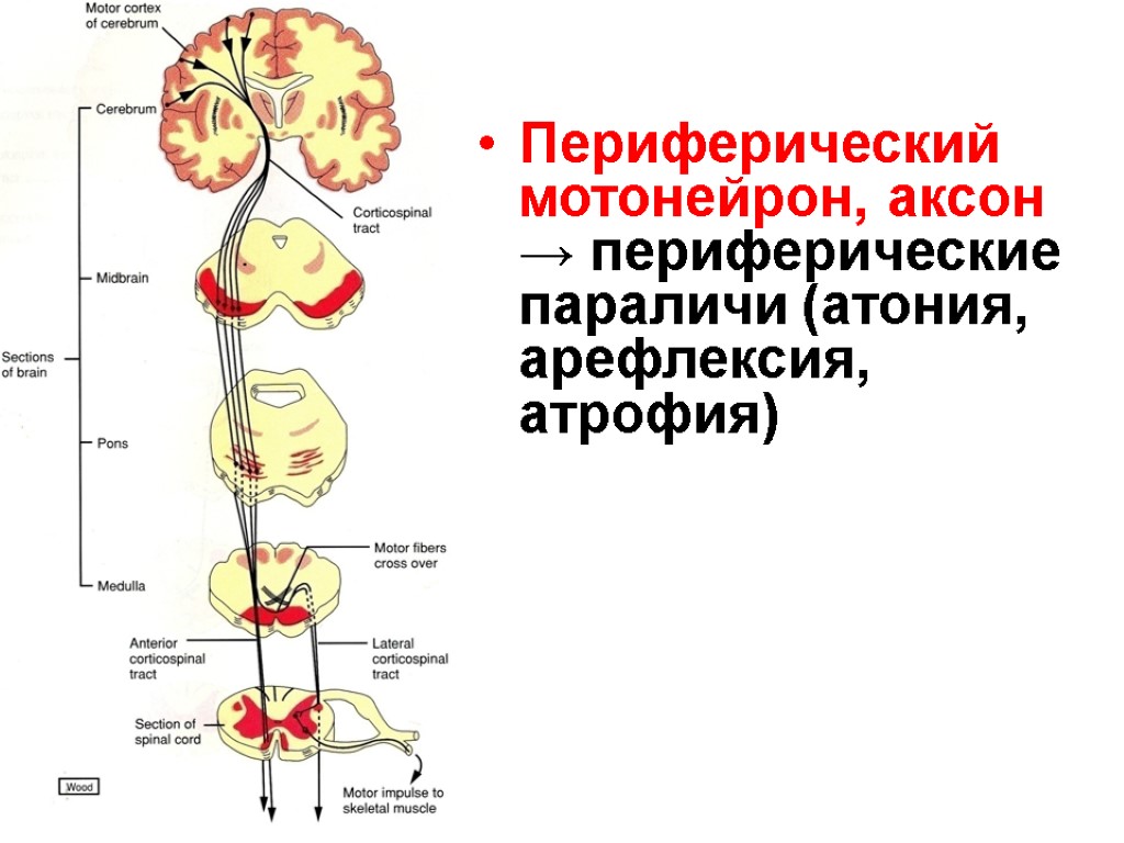 Центральный путь