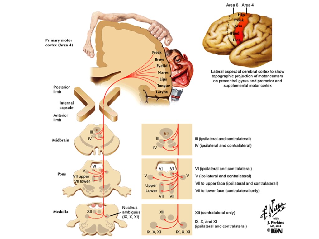 Tractus gangliospinothalamocorticalis схема