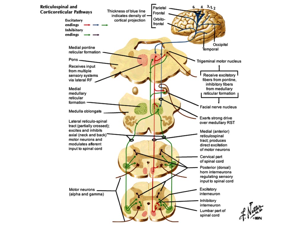 Tractus gangliospinothalamocorticalis схема