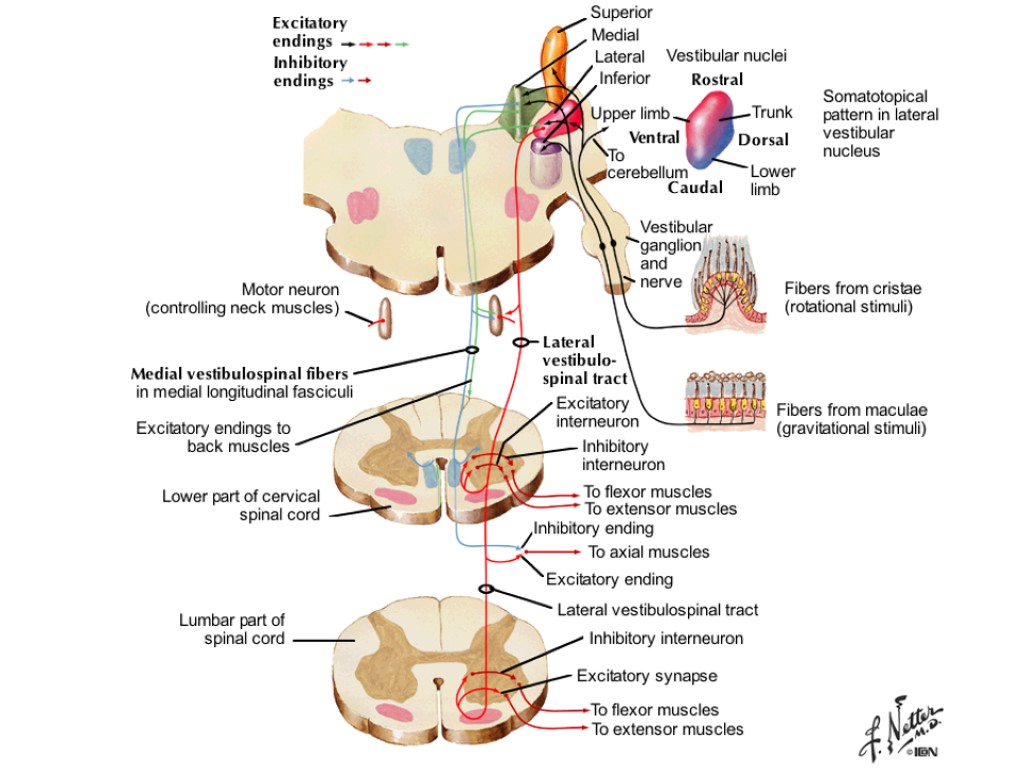 Tractus gangliospinothalamocorticalis схема