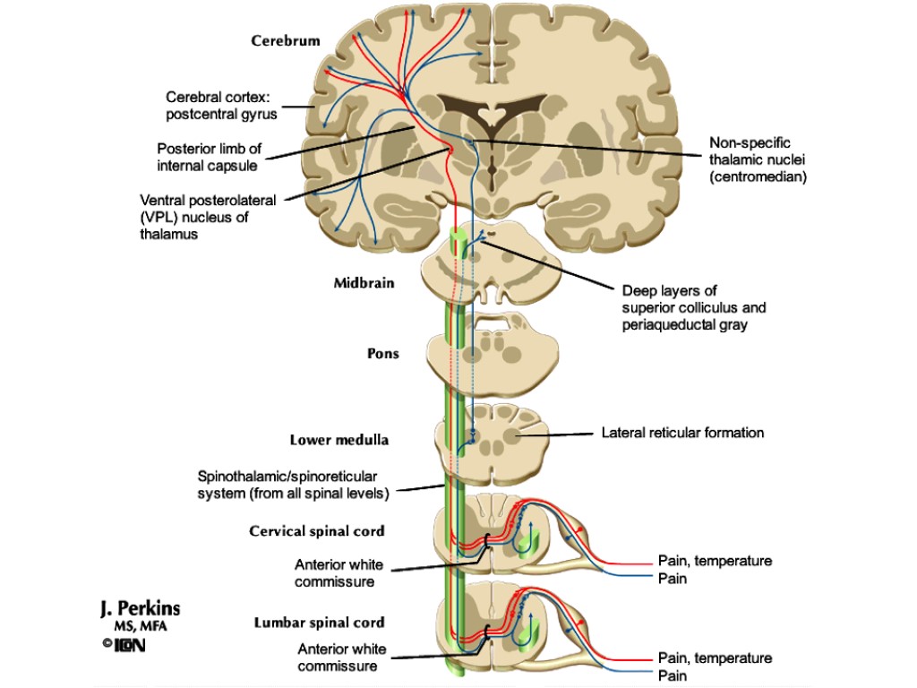 Tractus gangliospinothalamocorticalis схема