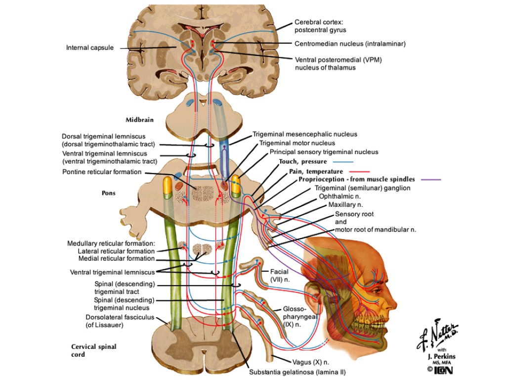 Tractus gangliospinothalamocorticalis схема