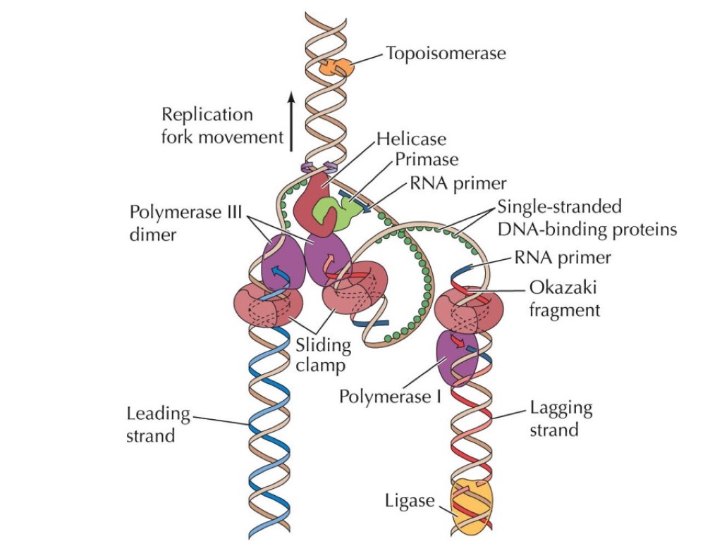 В синтезе белка участвуют ферменты. ДНК полимераза в репликации ДНК. Схема репликации ДНК ферменты. Репликация ДНК полимераза. ДНК полимераза структура.