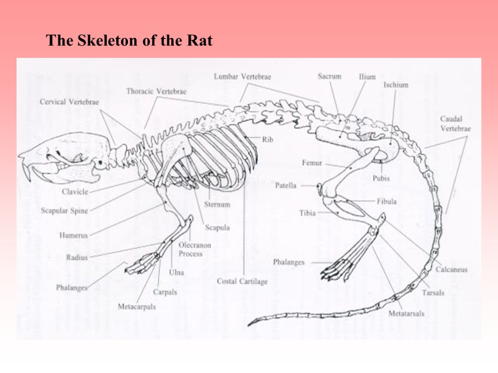 Скелет крысы рисунок