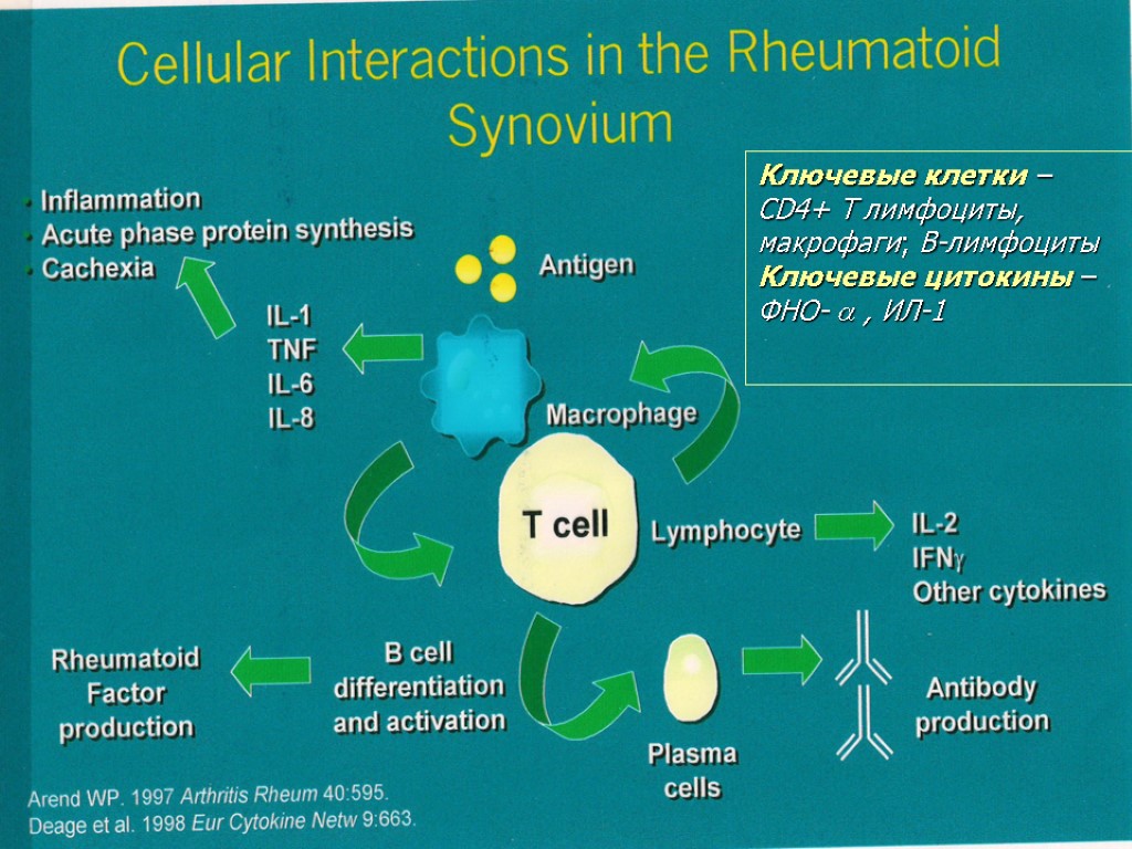 Фно. Ключевые цитокины. Сd4+. Acute phase Proteins. Ключевой цитокин th2-клеток.