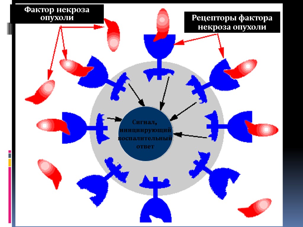 Фно это. Фактор некроза опухоли α. TNF фактор некроза опухоли. TNF tumor necrosis Factor фактор некроза опухоли. Фактор некроза опухоли бета иммунология.