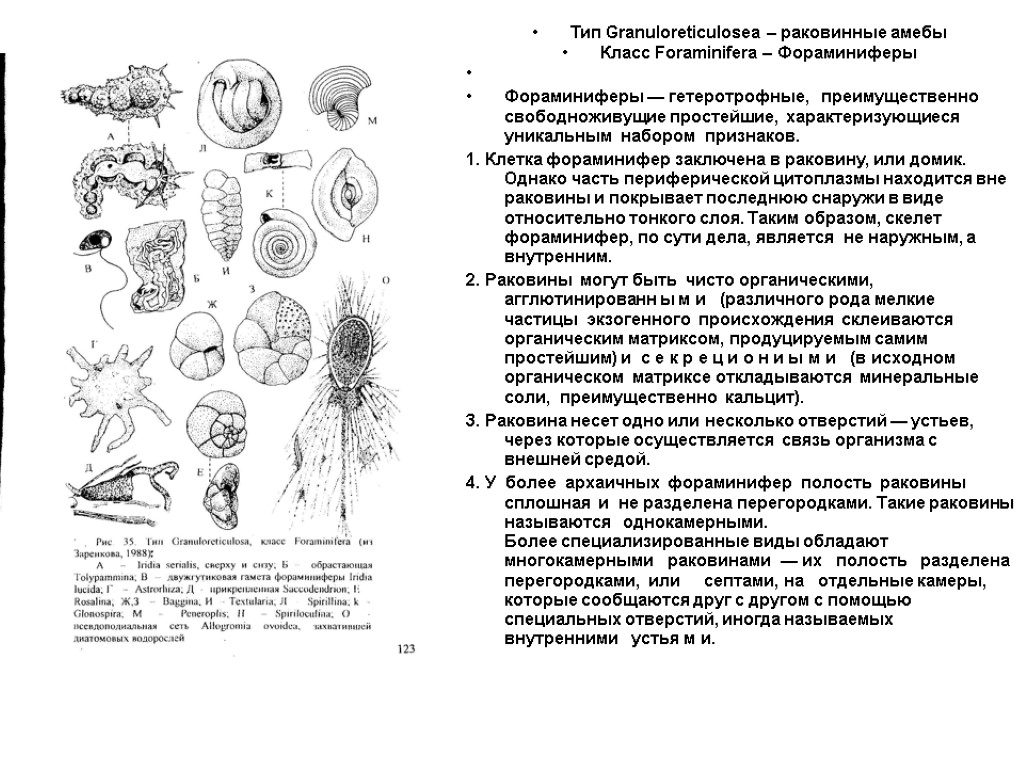 Раковинная амеба рисунок