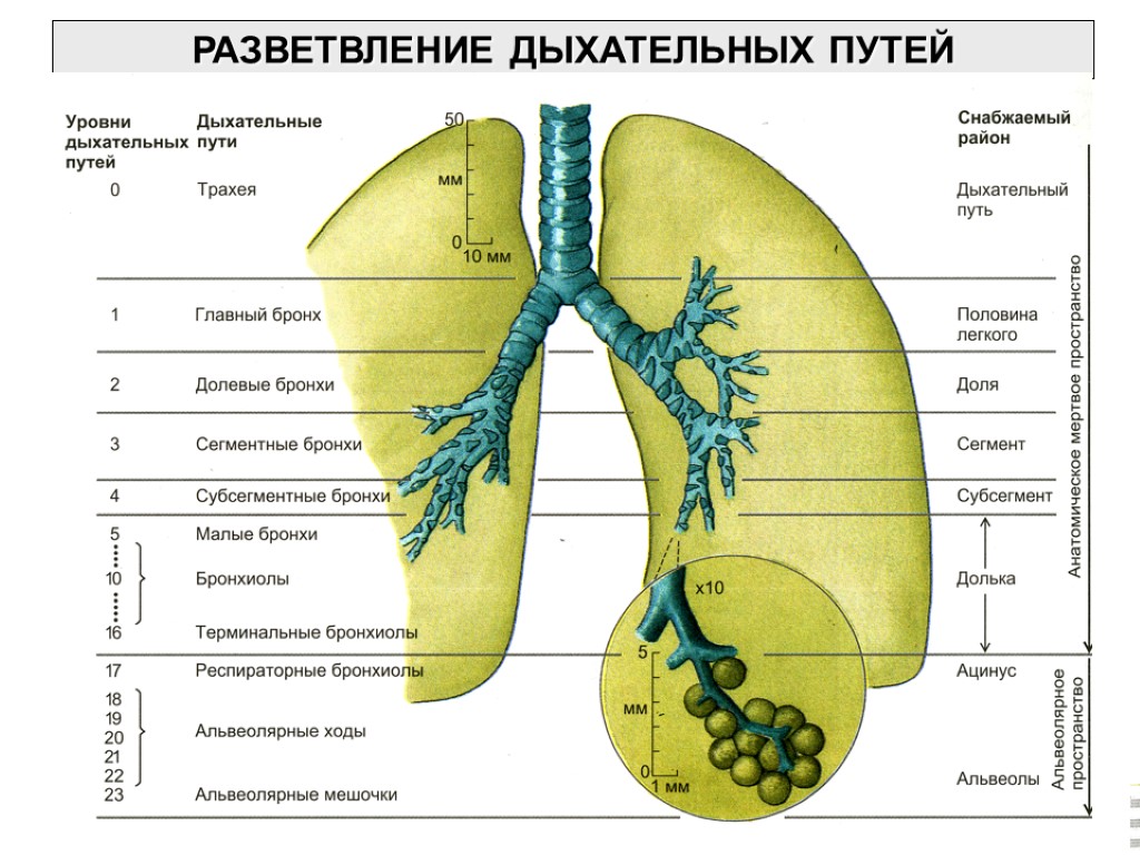 Бронхи легких схема. Бронхиальное дерево анатомия. Схема отделов бронхиального дерева. Строение ветвление бронхов. Физиология дыхательных путей.