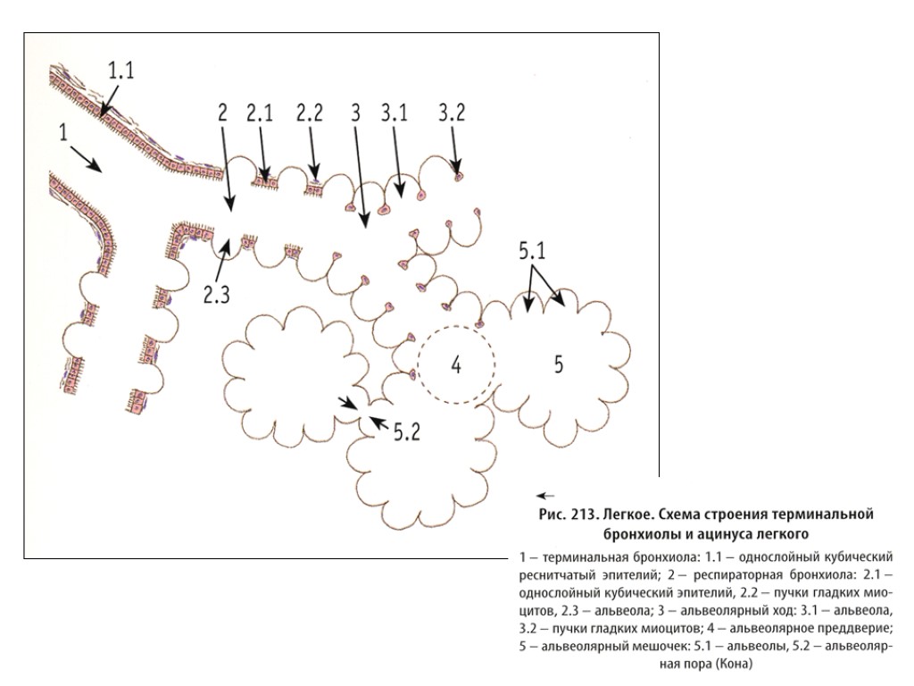 Схема строения ацинуса легкого