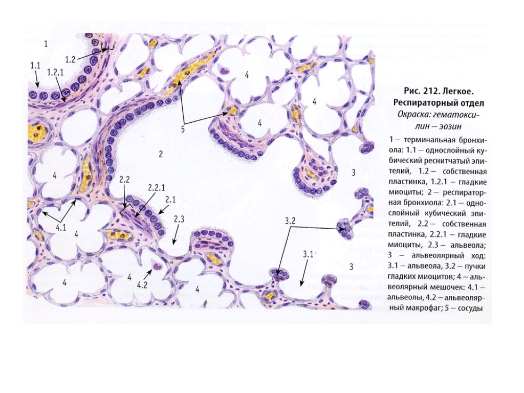 Легкое гистология рисунок