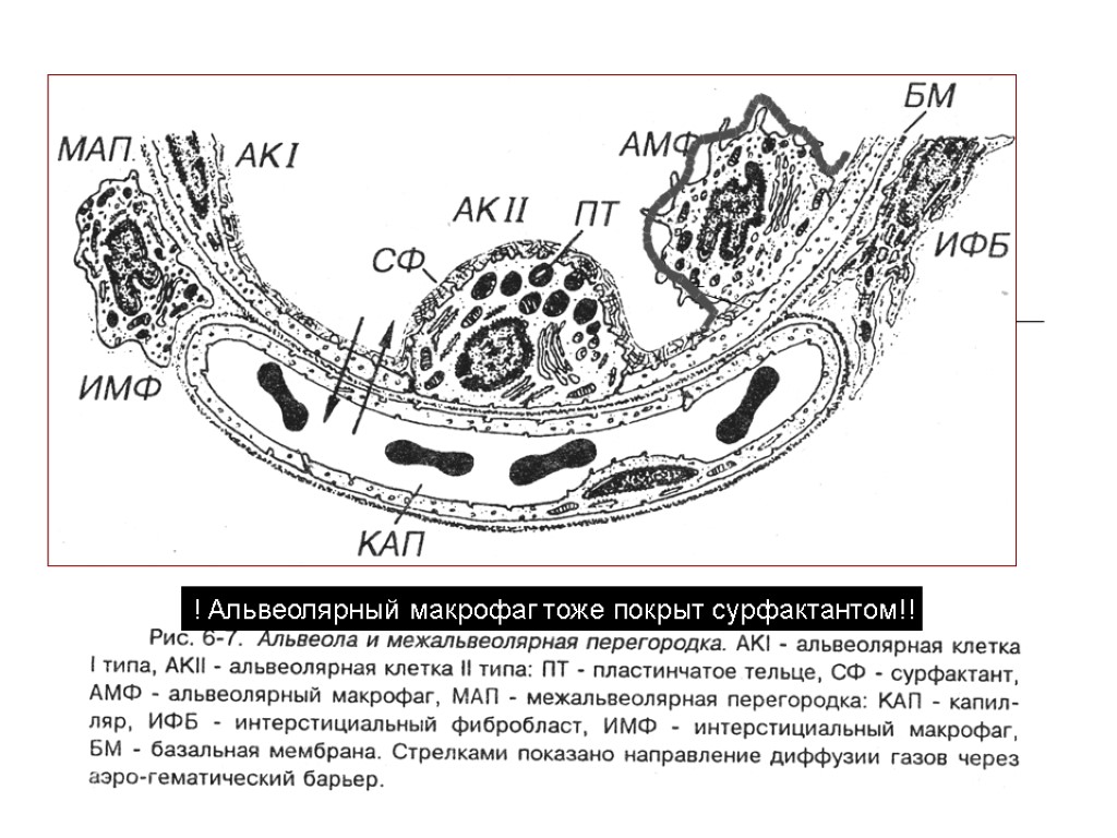 У кита альвеолярные легкие. Легочные макрофаги. Альвеолярный Макрофаг строение. Альвеолярные макрофаги в мокроте микроскопия. Окраска альвеолярные макрофаги.