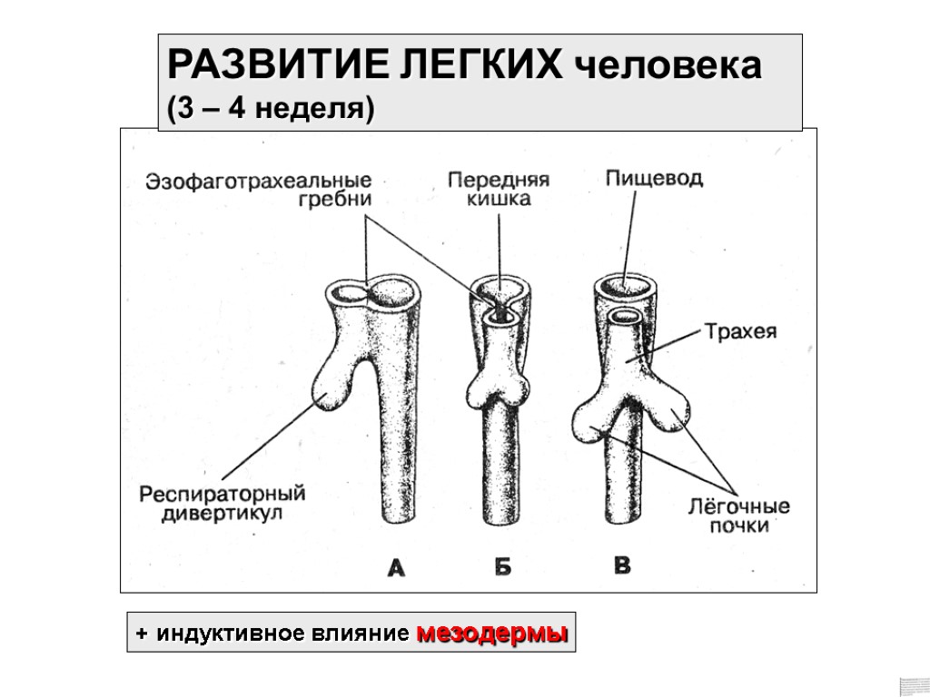 Развитие легких. Этапы развития легких. Этапы развития легких у человека. Формирование легких.