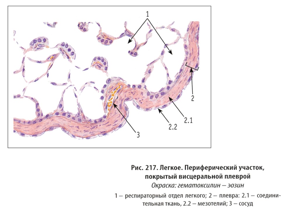 Морфофункциональные особенности стенок внелегочных воздухоносных путей