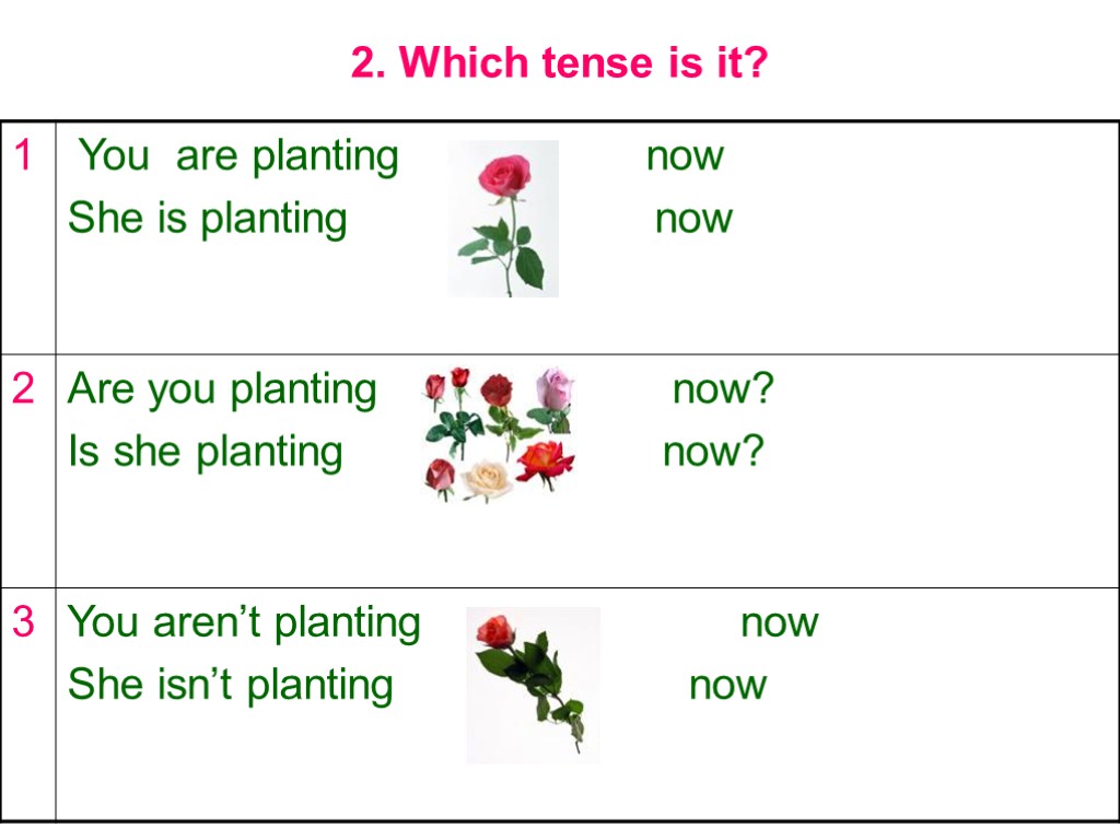 Plant в прошедшем. Презент континиус Plant. Plant в present Continuous. Which Tense. Present Continuous determination.