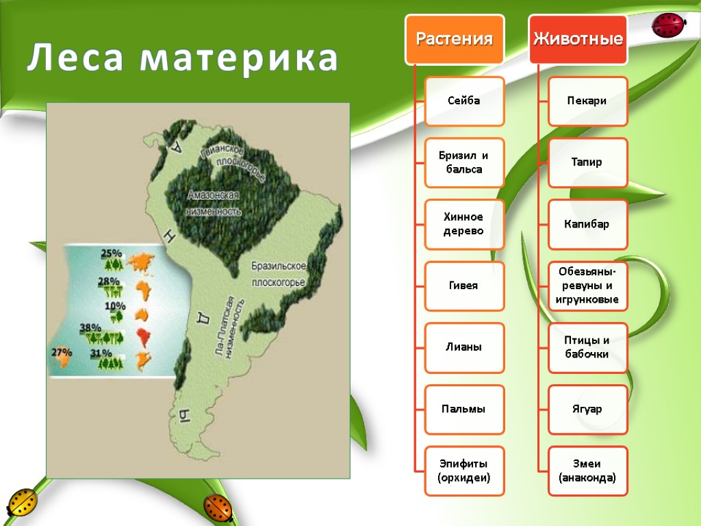 Континент лес. Растения материков. Растения материка Южная Америка. Материки леса. Растения на материках.