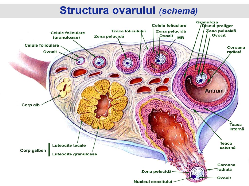 Яичник на латыни. Строение яичника анатомия. Яичник в разрезе анатомия.