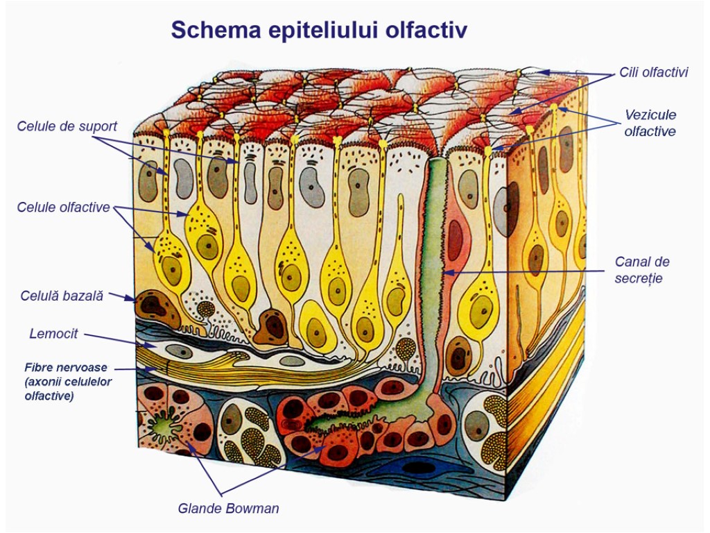 Схема строения обонятельного эпителия