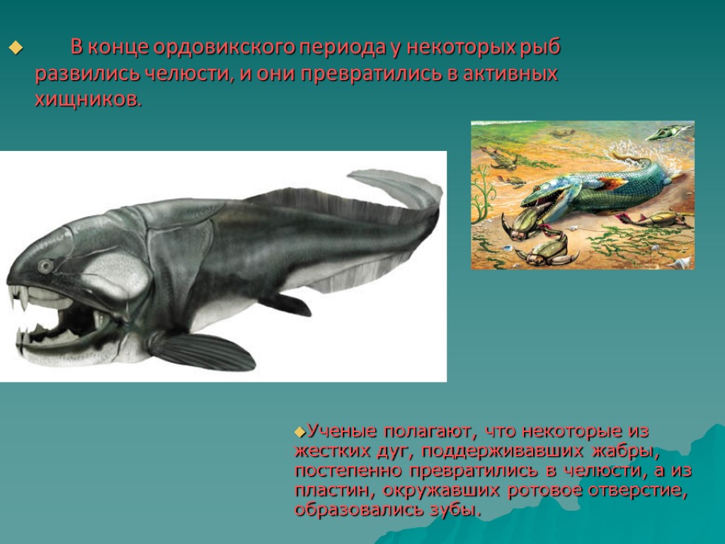 Рыбы период. Ордовикский период позвоночные. Идиоадаптации ордовикского периода. Ордовик период. Органический мир ордовикского периода.