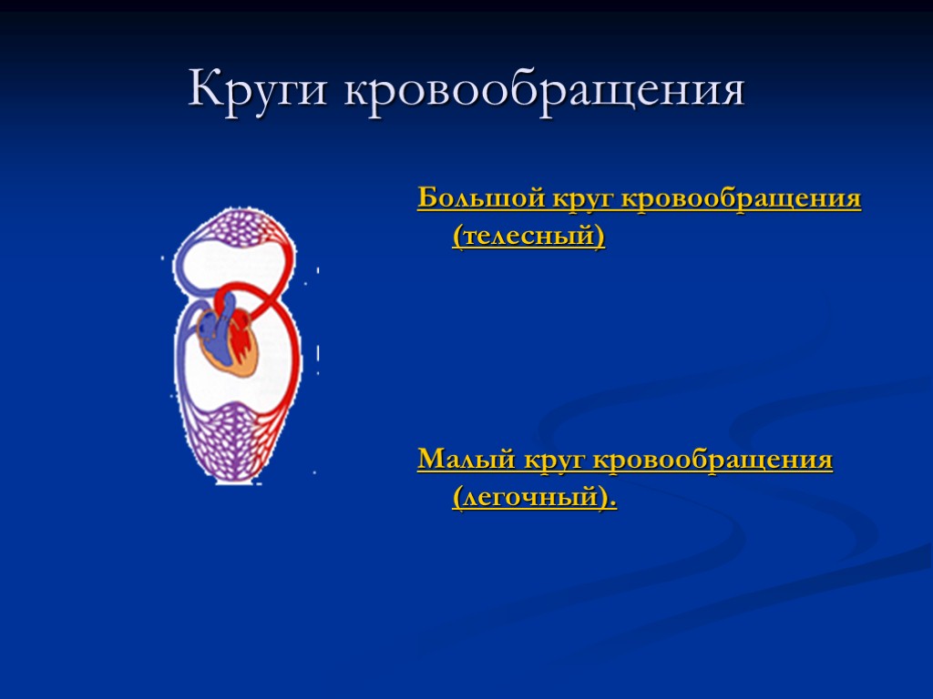 Презентация 8 класс круги кровообращения