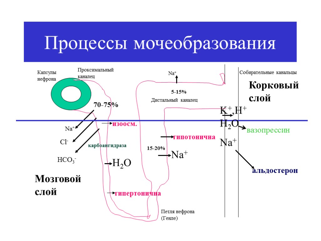 Процесс мочеобразования схема