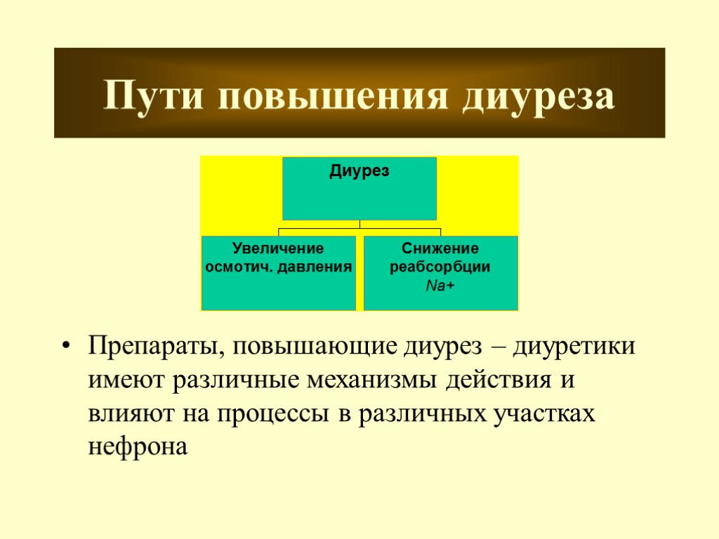 Повышает диурез. Факторы влияющие на диурез. Повышение диуреза. Диуретики увеличивающие диурез. Факторы влияющие на диурез фазы.