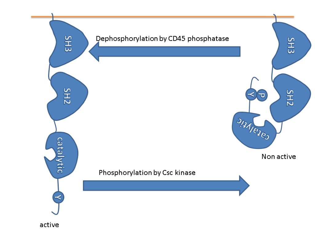 Antigen recognition and activation of T-cells. T-cells can